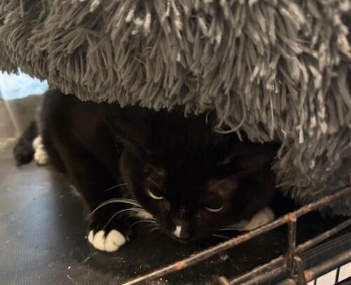 Grace, Adoptable, Adult Female Domestic Short Hair.