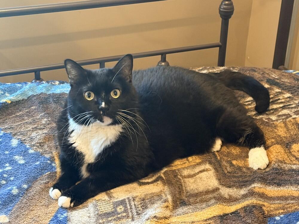 Enlarge Grace, a Adoptable Domestic Short Hair in Chattanooga, TN image 2/6