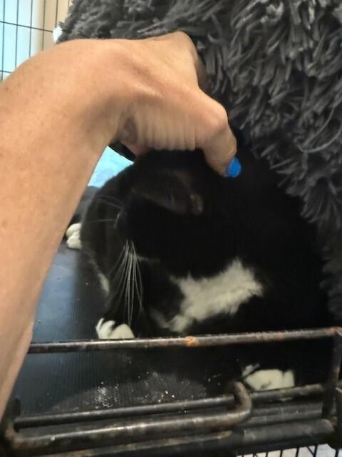 Grace, a Adoptable Domestic Short Hair in Chattanooga, TN image 2/6