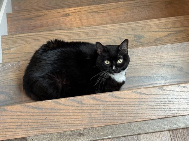 Enlarge Grace, a Adoptable Domestic Short Hair in Chattanooga, TN image 3/6