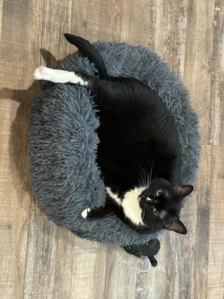 Grace, a Adoptable Domestic Short Hair in Chattanooga, TN image 3/6