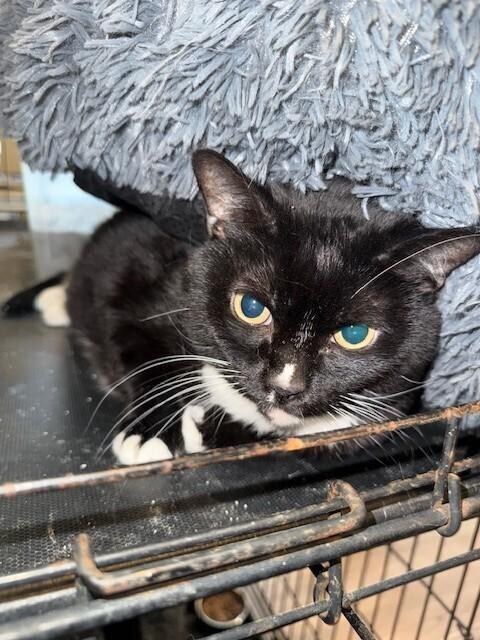 Grace, a Adoptable Domestic Short Hair in Chattanooga, TN image 4/6