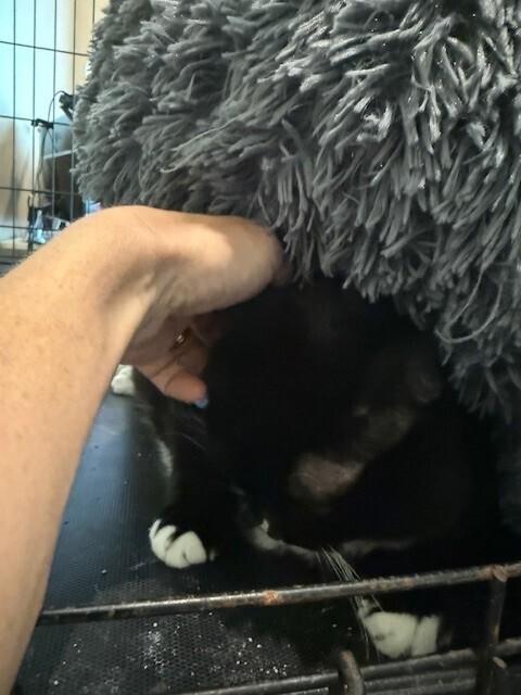 Grace, a Adoptable Domestic Short Hair in Chattanooga, TN image 5/6