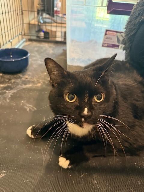 Grace, a Adoptable Domestic Short Hair in Chattanooga, TN image 6/6