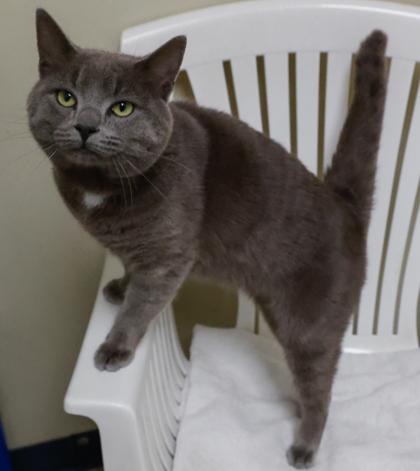 Smokey, Adoptable, Adult Male Domestic Short Hair & Domestic Short Hair.