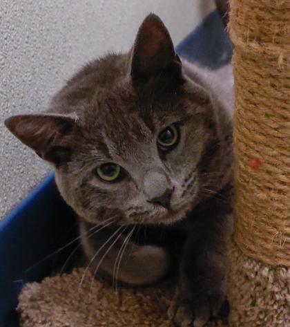Smokey, a Adoptable mixed breed in Baraboo, WI image 2/3