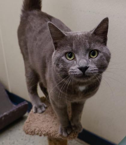 Smokey, a Adoptable mixed breed in Baraboo, WI image 3/3