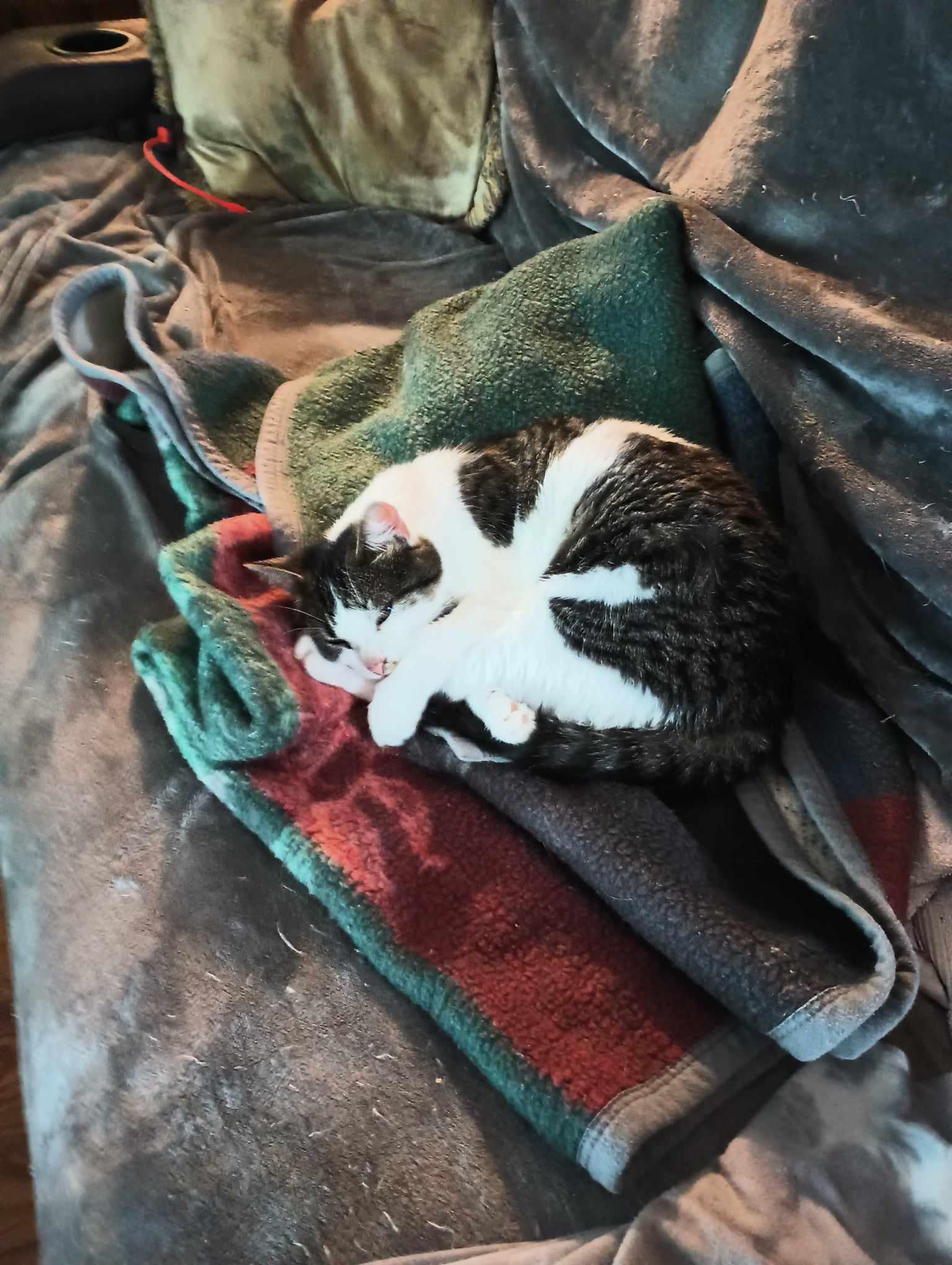 Cricket, Adoptable, Adult Female Domestic Short Hair & Tabby.