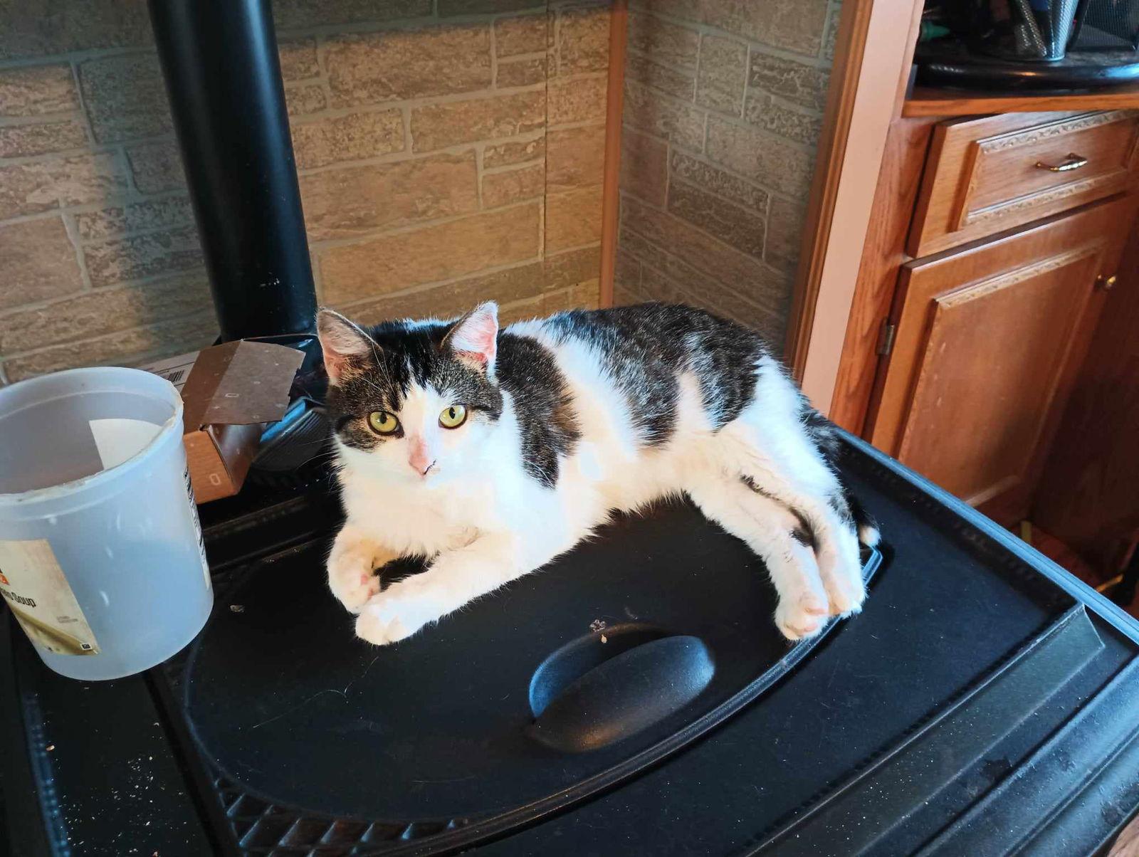 Cricket, a Adoptable mixed breed in Morehead, KY image 2/3