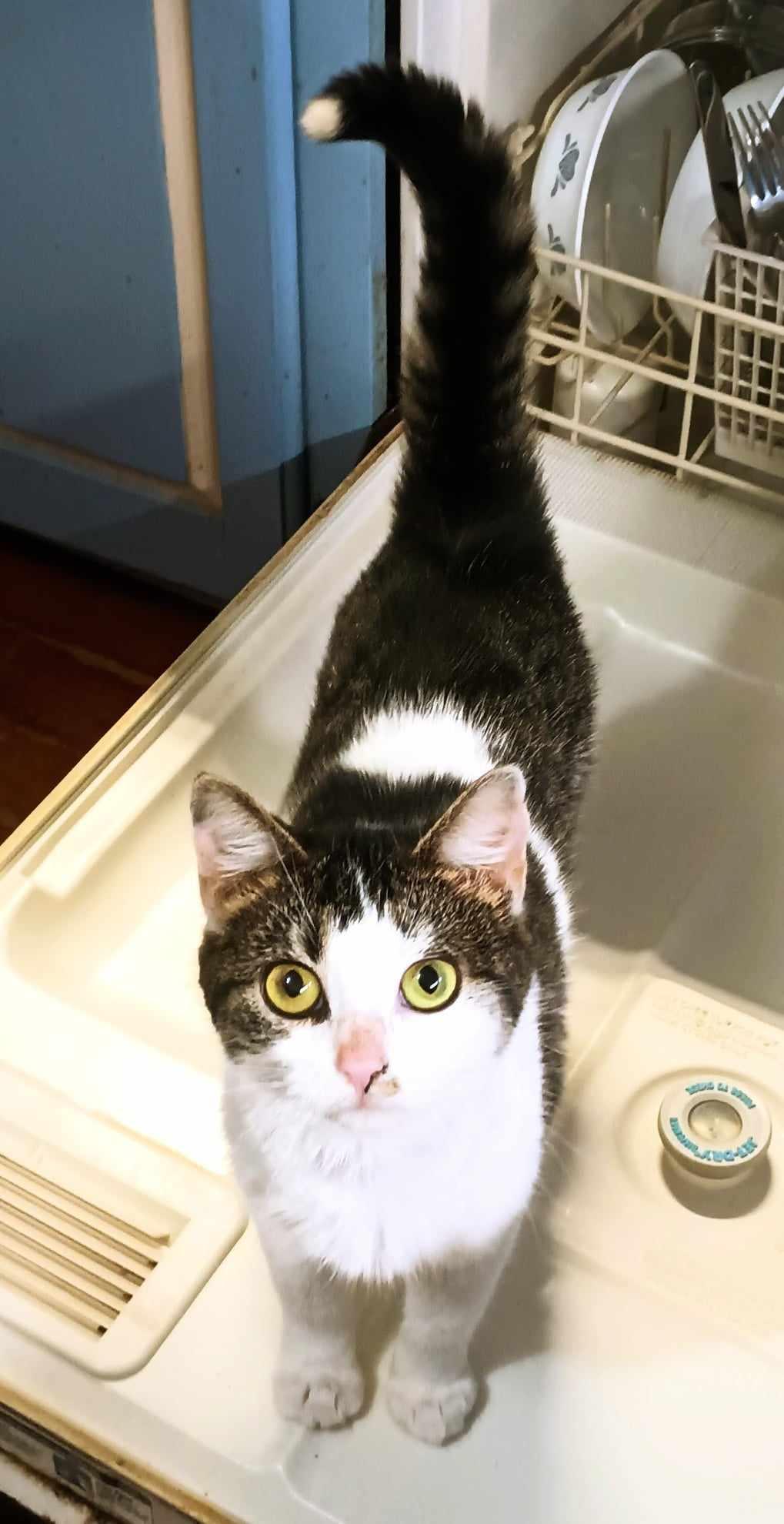 Cricket, a Adoptable mixed breed in Morehead, KY image 3/3