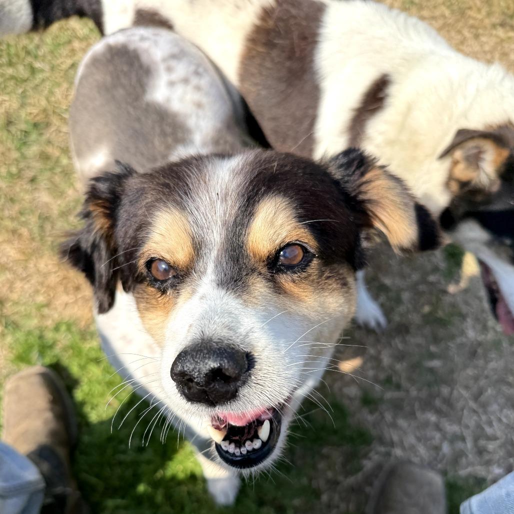 Bonita 2026, Adoptable, Senior Female Cattle Dog & Mixed Breed.