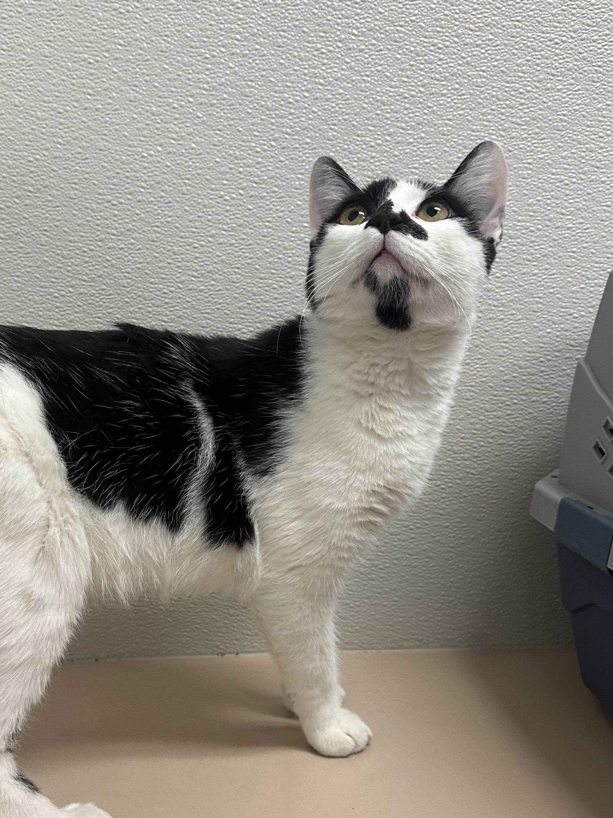 Patches (curious / cuddly / gentle) 2