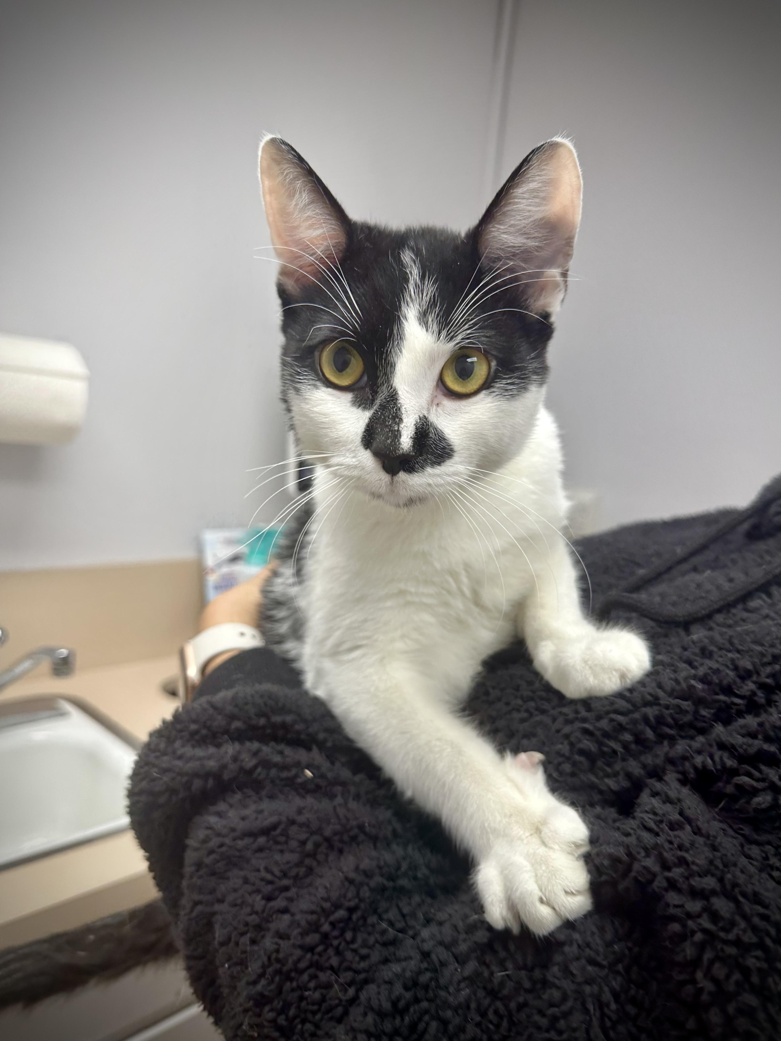 Patches (curious / cuddly / gentle) 1