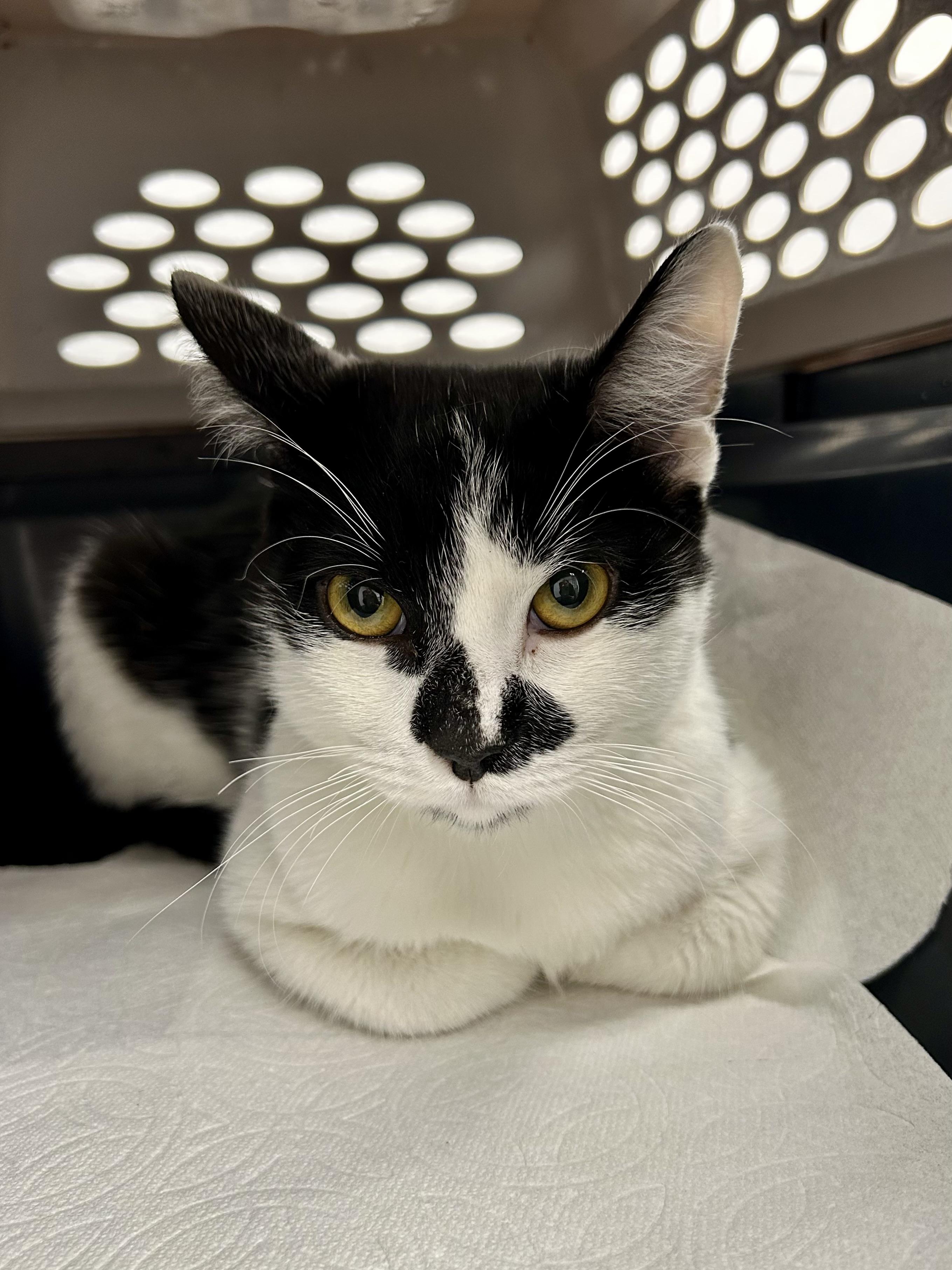 Patches (curious / cuddly / gentle)