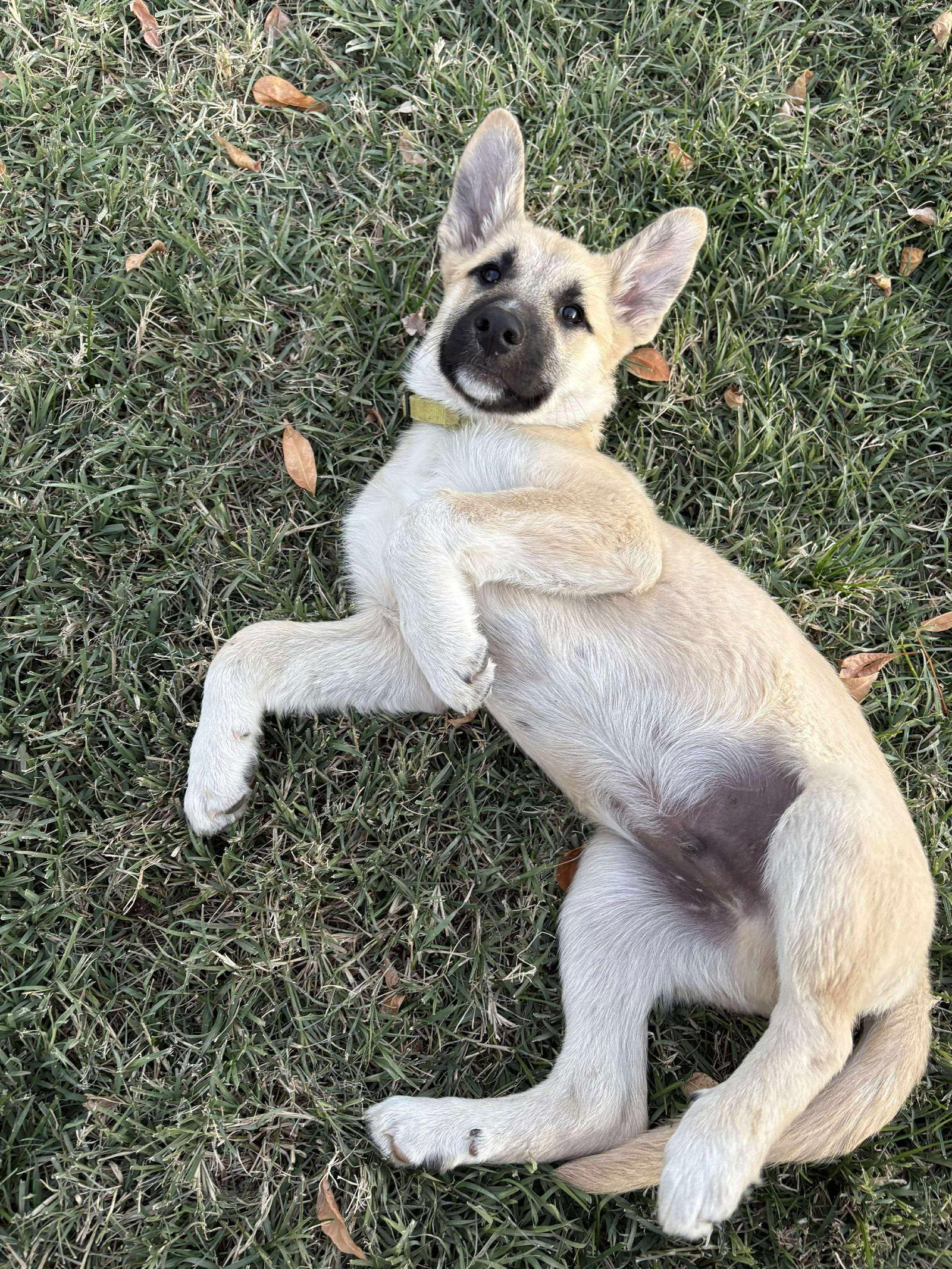 Ernest, a Adoptable mixed breed in Bountiful, UT image 1/3
