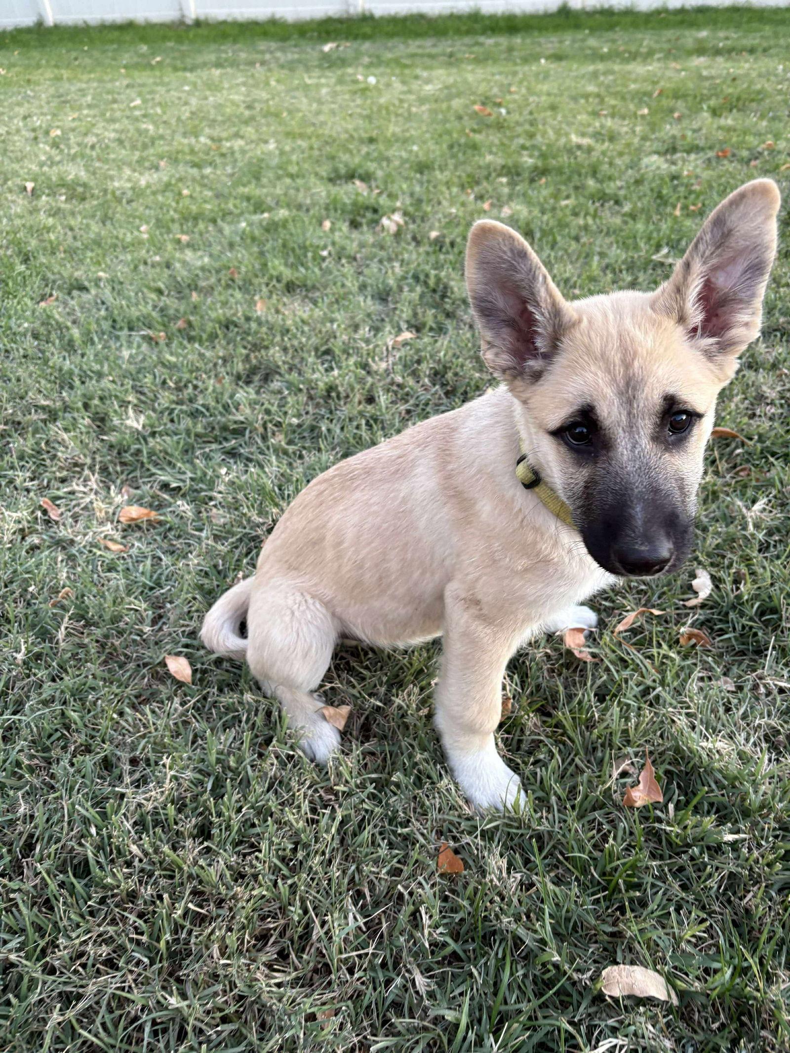 Ernest, a Adoptable mixed breed in Bountiful, UT image 2/3