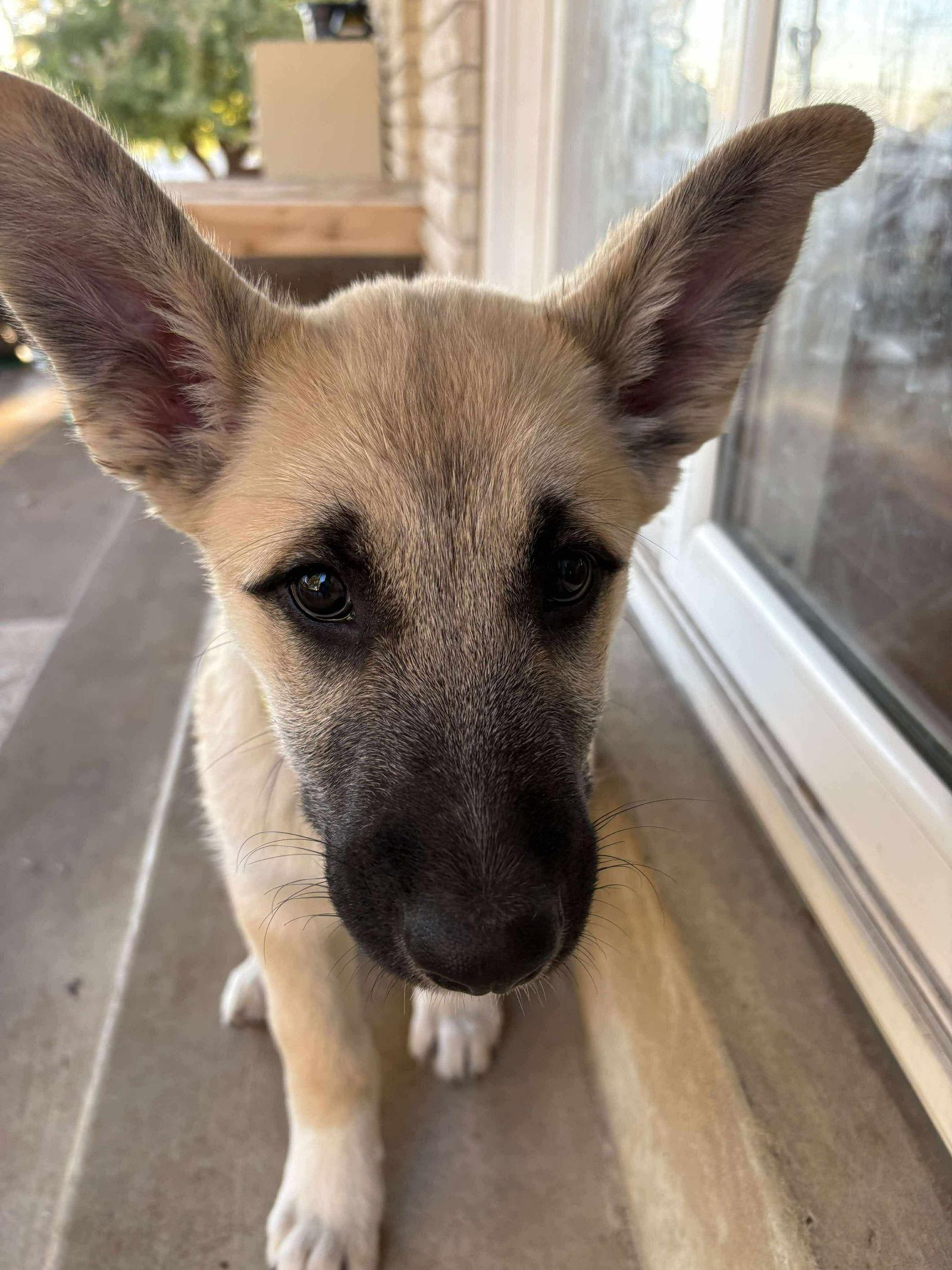 Ernest, a Adoptable mixed breed in Bountiful, UT image 3/3