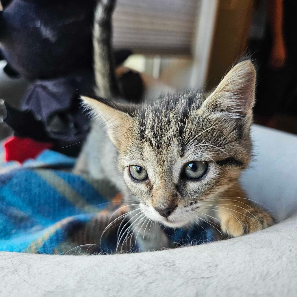 Boots, Adoptable, Kitten Female Domestic Short Hair.
