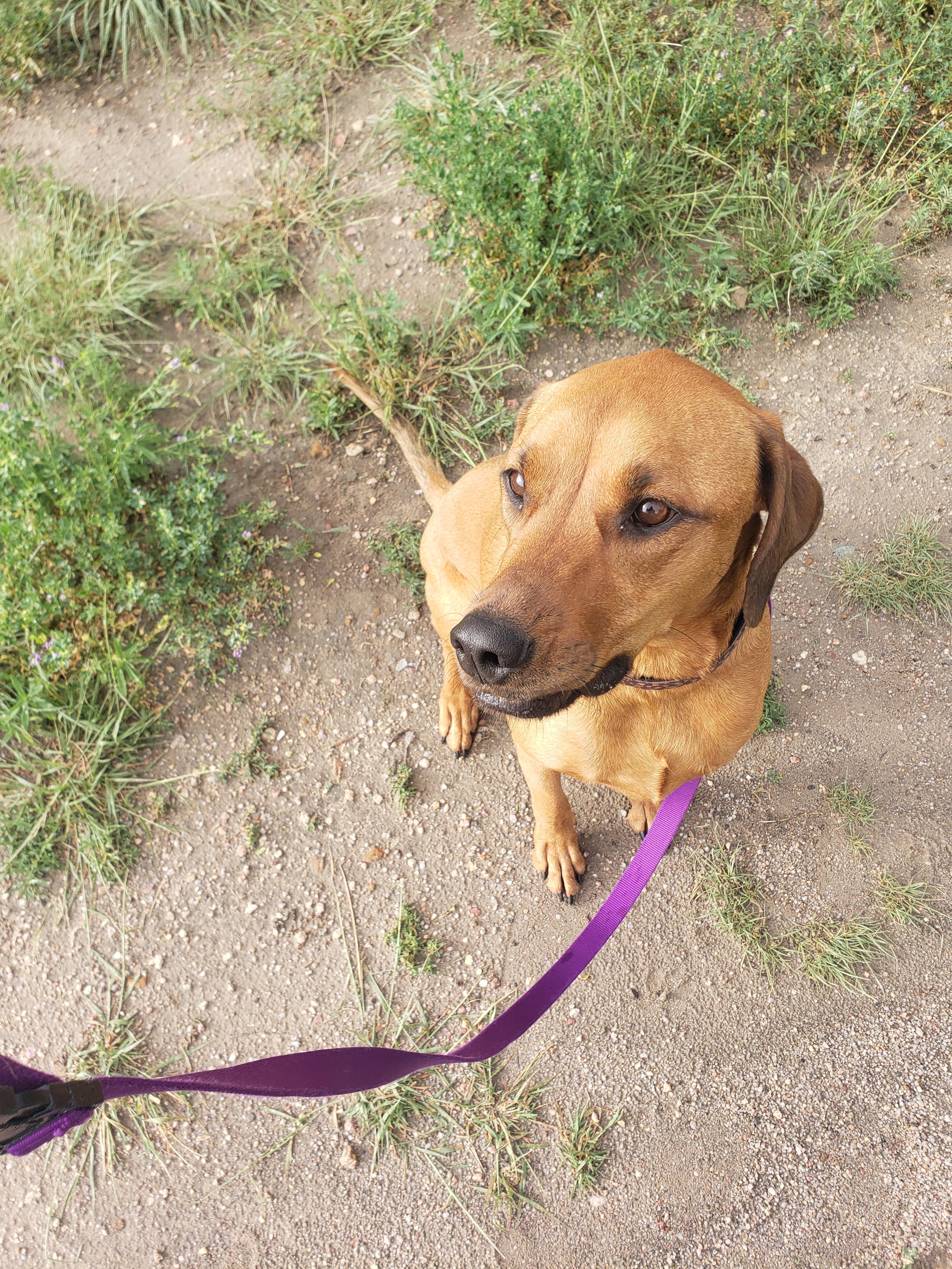 Enlarge Lucy, a Adoptable mixed breed in Colorado Springs, CO image 5/5