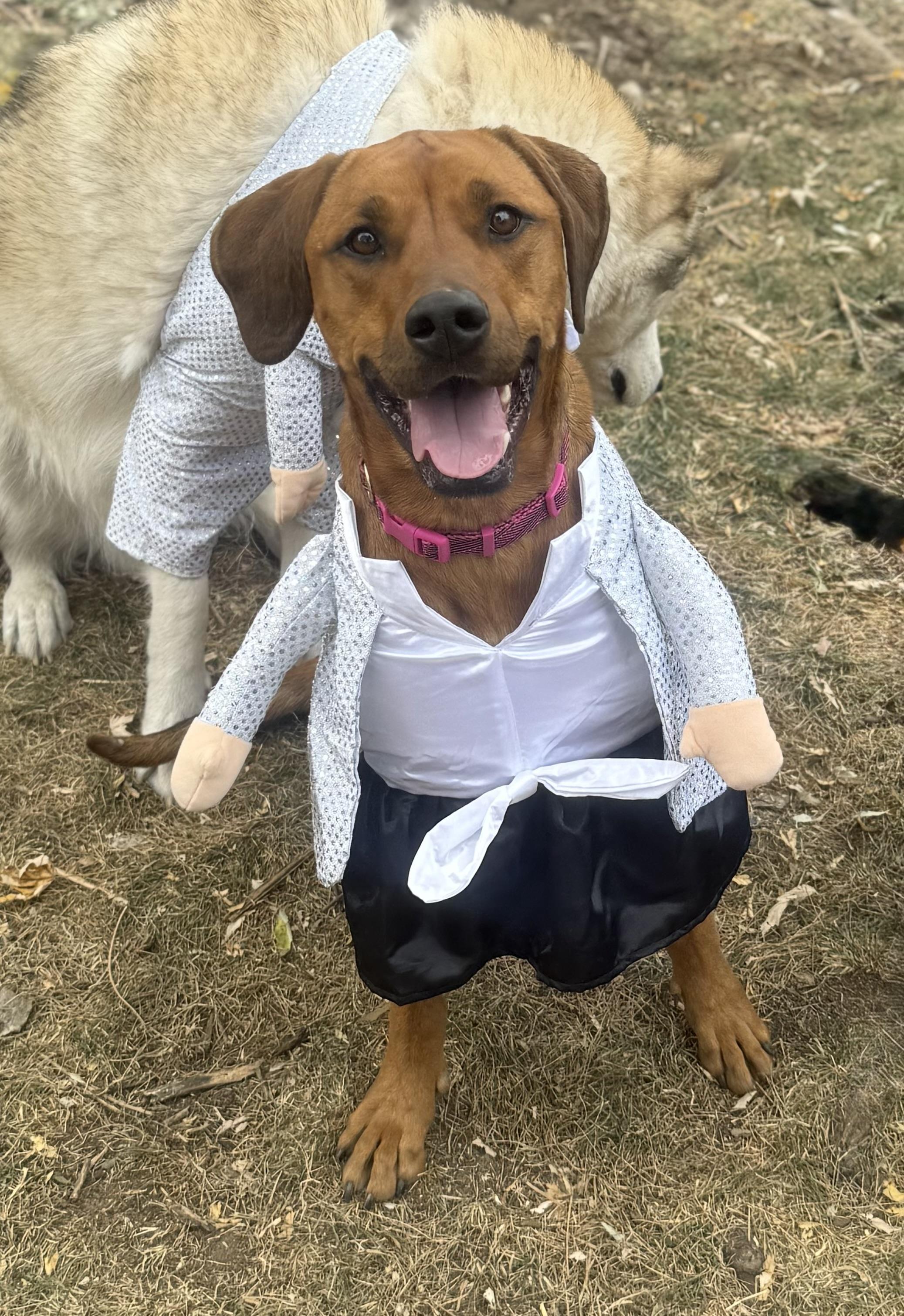 Enlarge Lucy, a Adoptable mixed breed in Colorado Springs, CO image 1/5