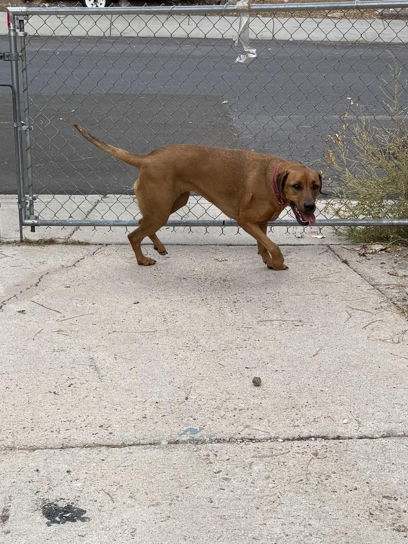 Enlarge Lucy, a Adoptable mixed breed in Colorado Springs, CO image 2/5