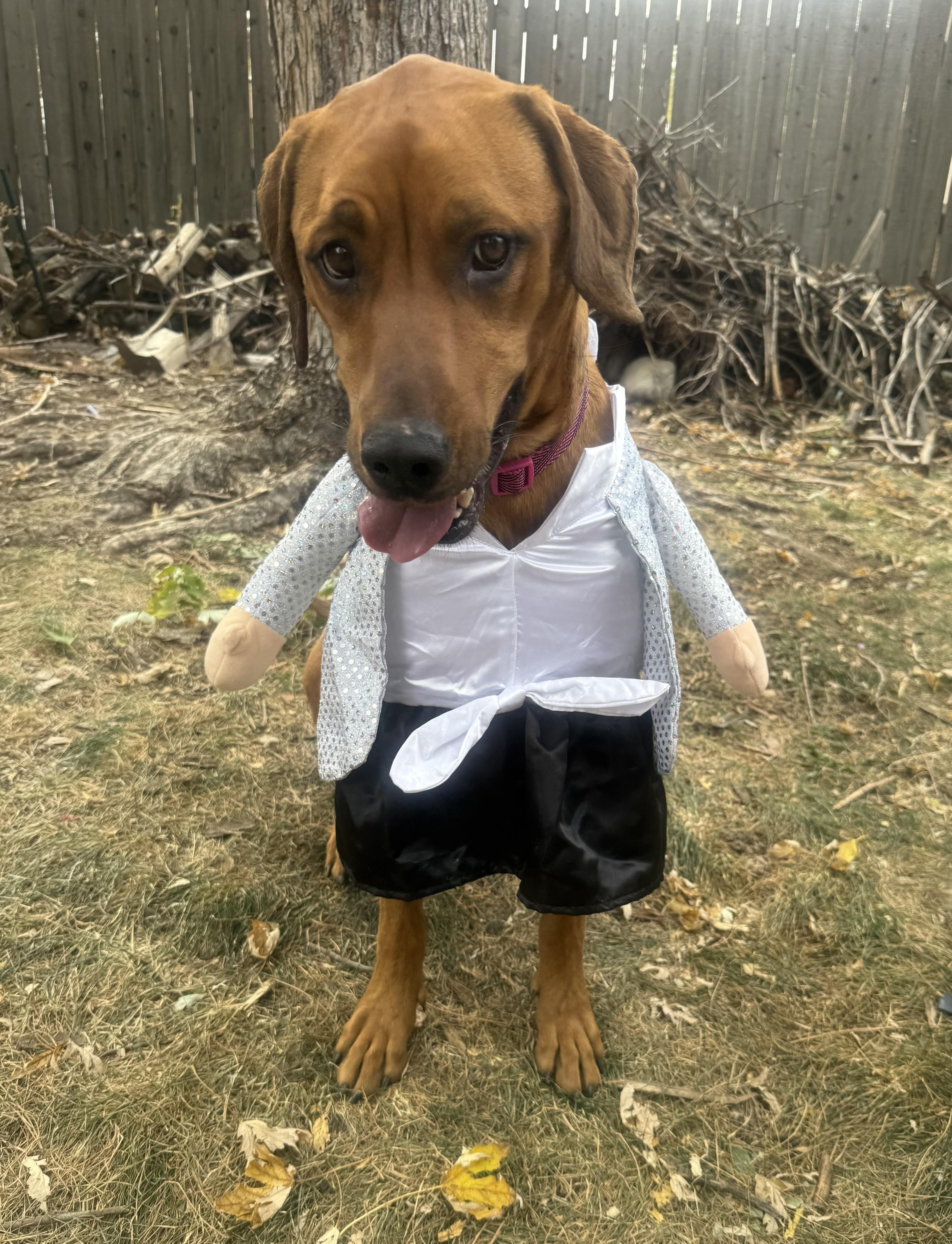 Enlarge Lucy, a Adoptable mixed breed in Colorado Springs, CO image 3/5