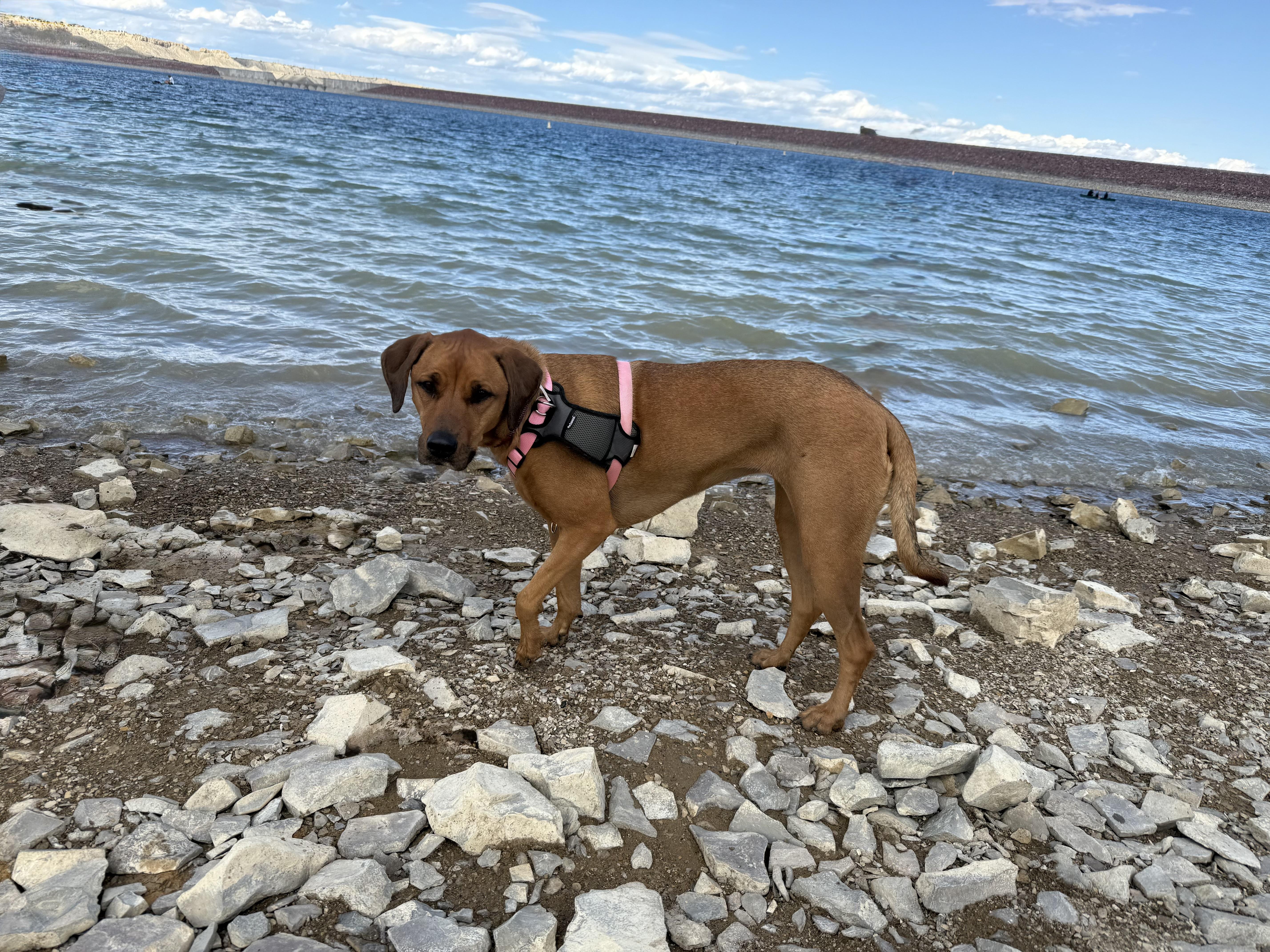 Enlarge Lucy, a Adoptable mixed breed in Colorado Springs, CO image 4/5