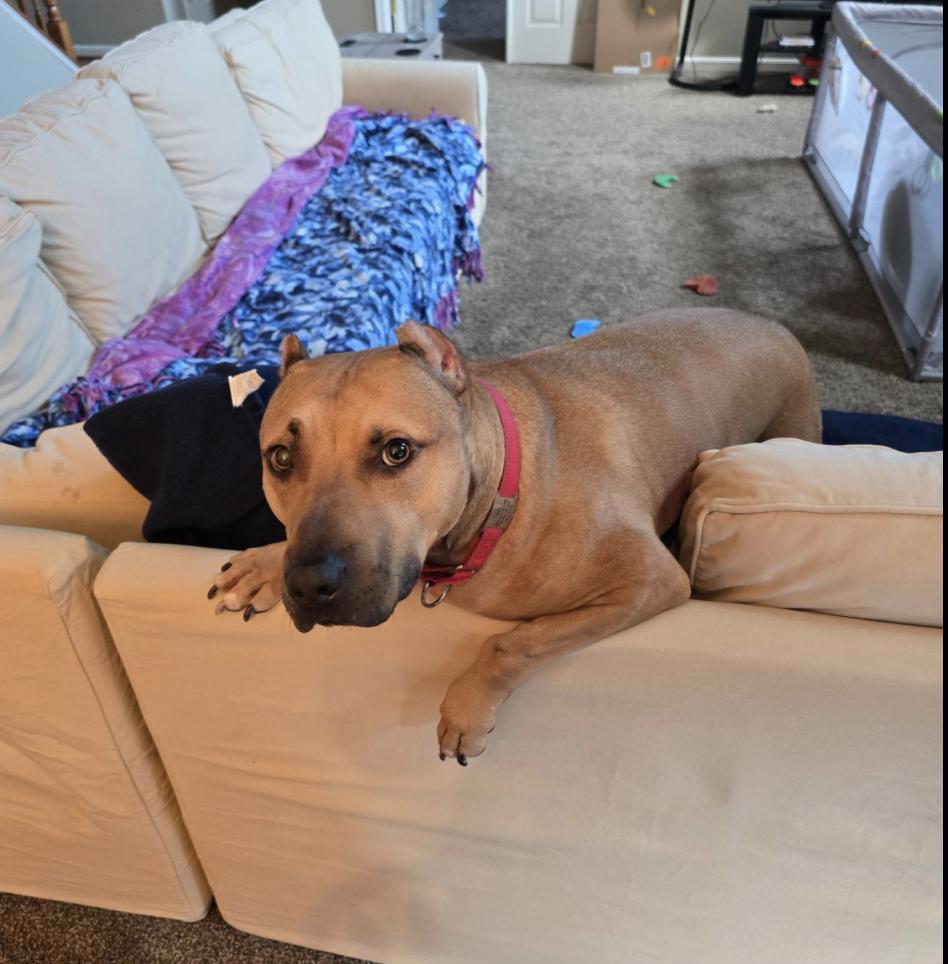 Teddy — thumbnail 4