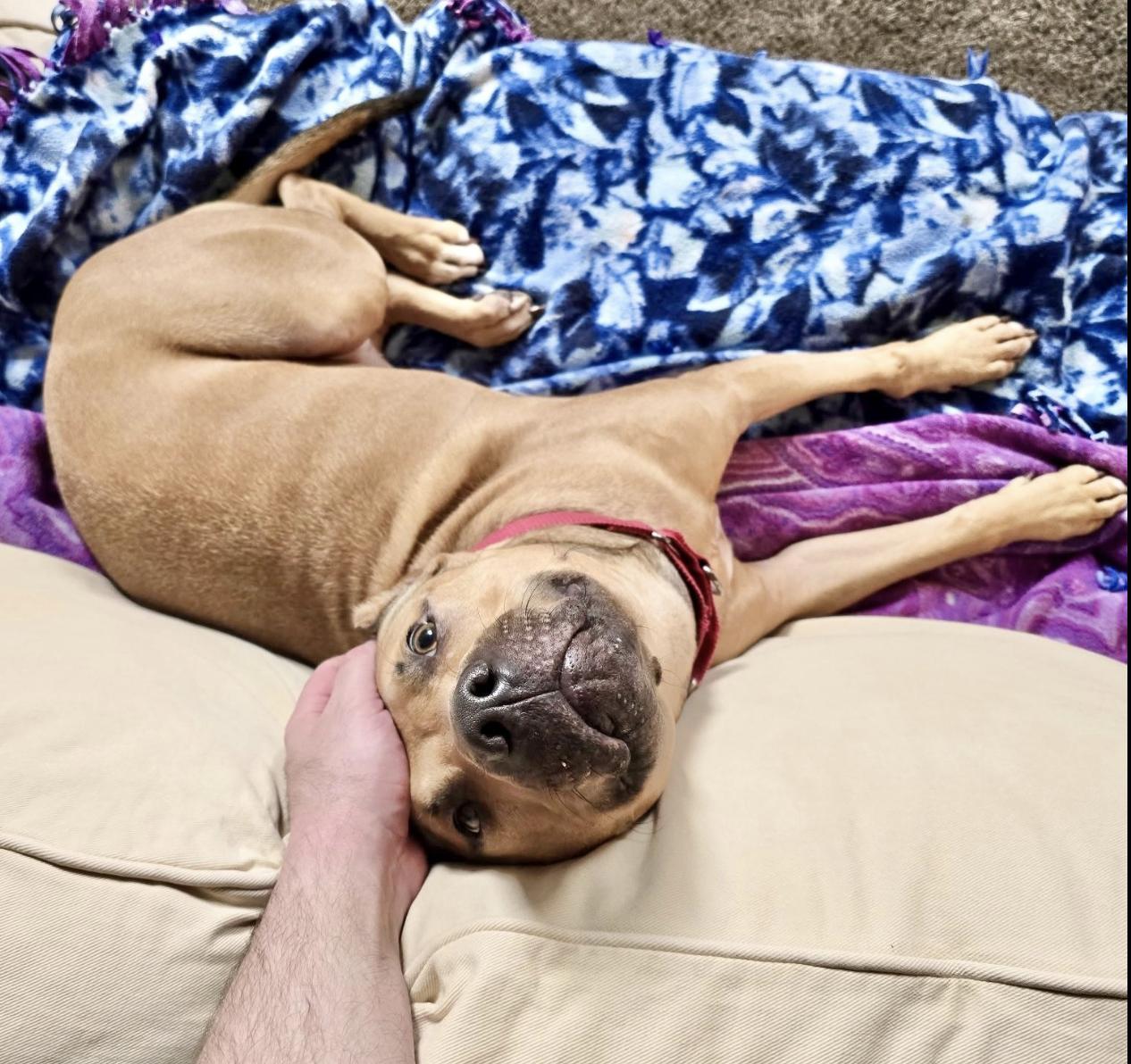 Teddy — thumbnail 6