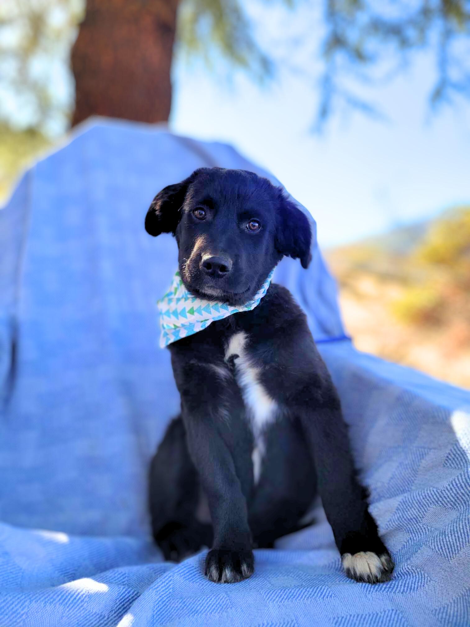Shelton, an adopted Australian Shepherd Mix in Temecula, CA_image-1