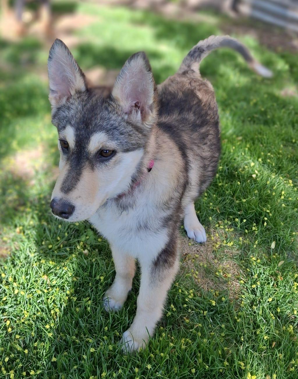 Annabelle, an adoptable Siberian Husky, Shepherd in Newmarket, ON, L3X 2X5 | Photo Image 6