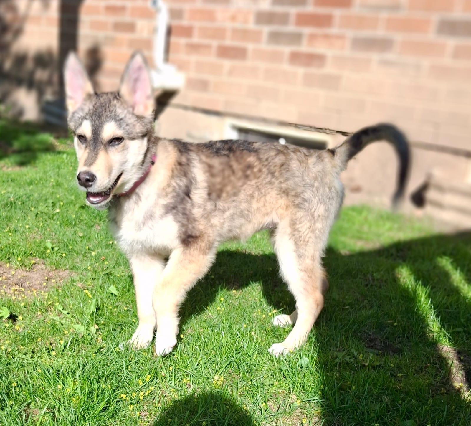 Annabelle, an adoptable Siberian Husky, Shepherd in Newmarket, ON, L3X 2X5 | Photo Image 2