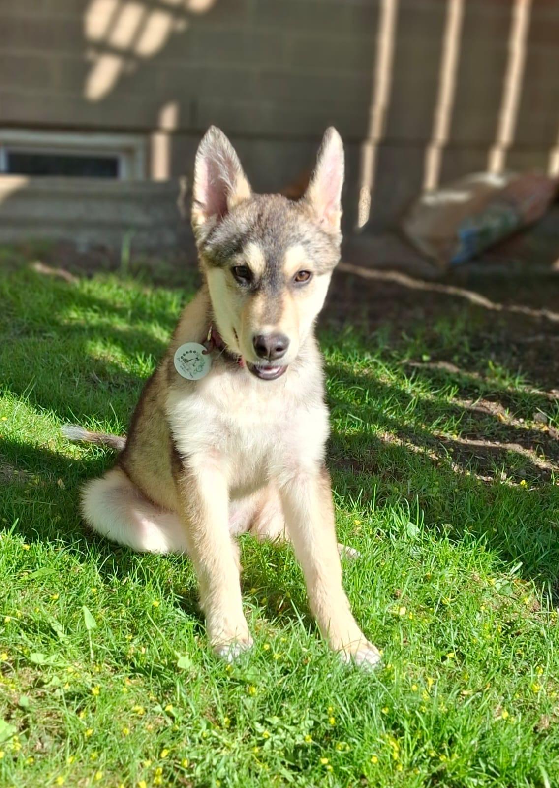 Annabelle, an adoptable Siberian Husky, Shepherd in Newmarket, ON, L3X 2X5 | Photo Image 3