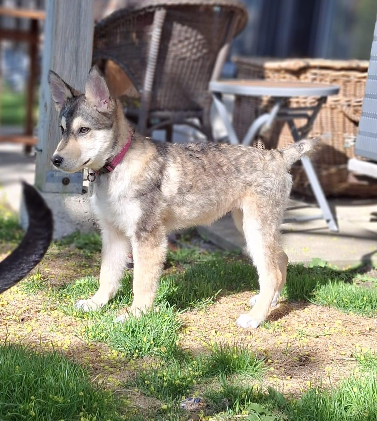 Annabelle, an adoptable Siberian Husky, Shepherd in Newmarket, ON, L3X 2X5 | Photo Image 4