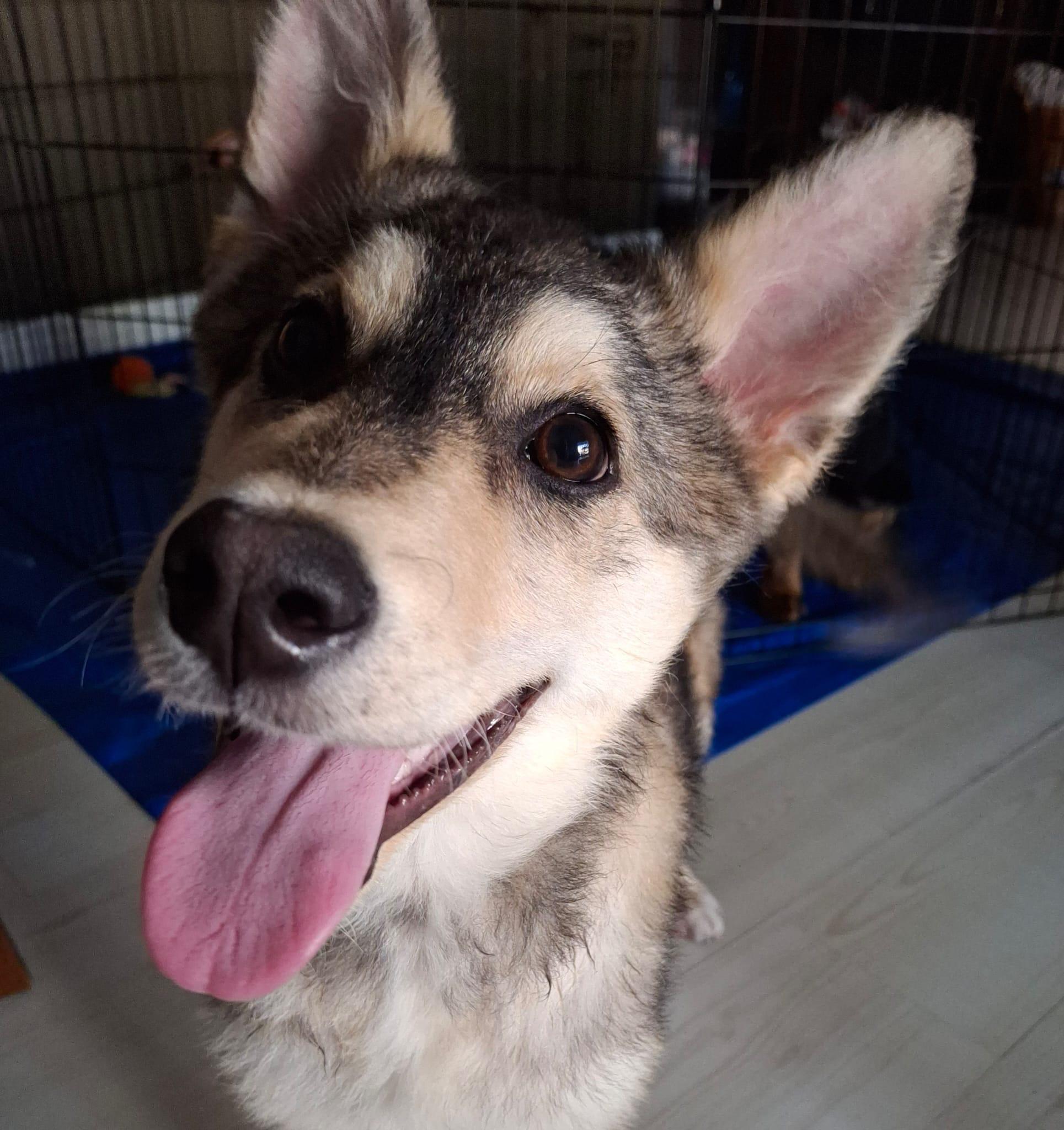 Annabelle, an adoptable Siberian Husky, Shepherd in Newmarket, ON, L3X 2X5 | Photo Image 5