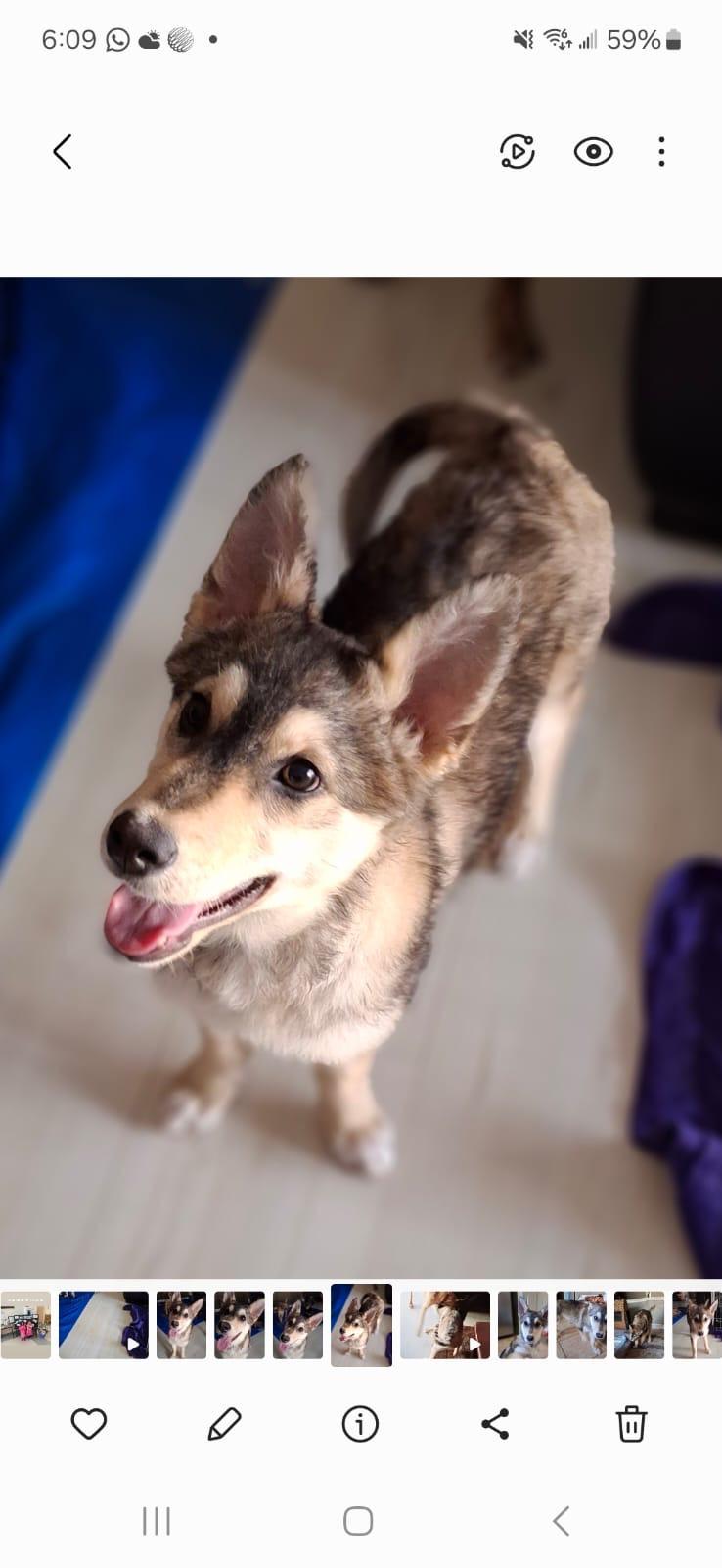 Annabelle, an adoptable Siberian Husky, Shepherd in Newmarket, ON, L3X 2X5 | Photo Image 1