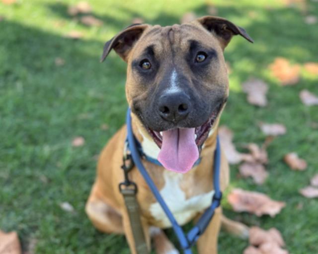 ROCKY, Adoptable, Adult Male Pit Bull Terrier.