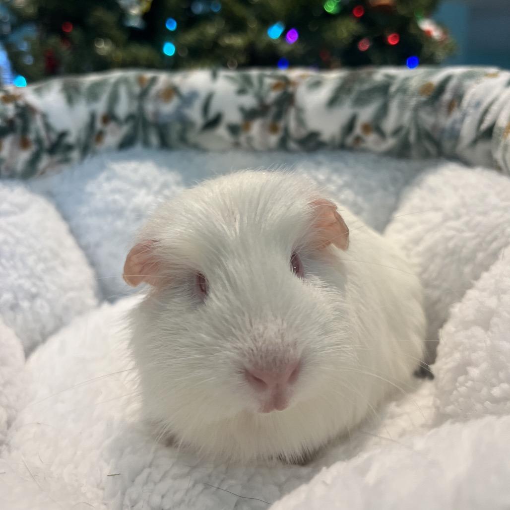 Enlarge Mae, a Adoptable Guinea Pig in Miami, FL image 2/6