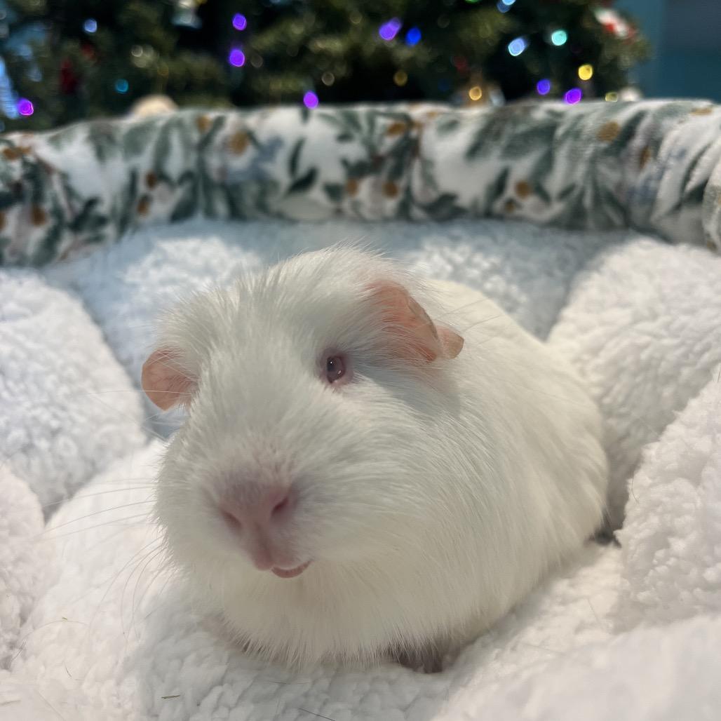 Enlarge Mae, a Adoptable Guinea Pig in Miami, FL image 3/6