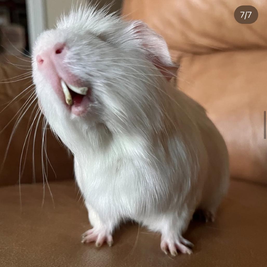 Enlarge Mae, a Adoptable Guinea Pig in Miami, FL image 4/6
