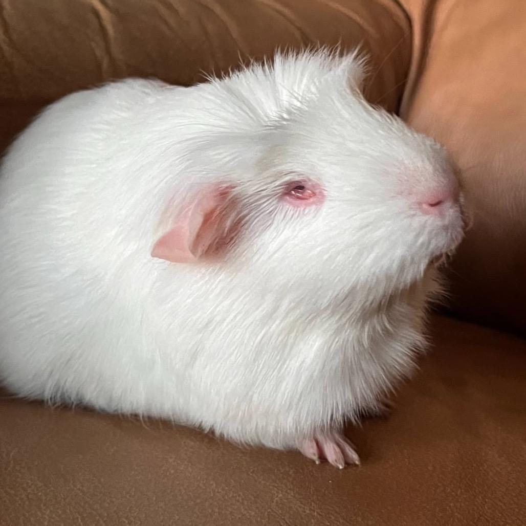 Enlarge Mae, a Adoptable Guinea Pig in Miami, FL image 5/6