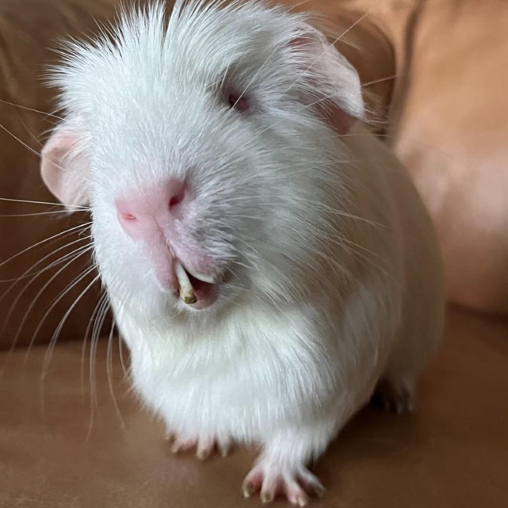 Enlarge Mae, a Adoptable Guinea Pig in Miami, FL image 6/6
