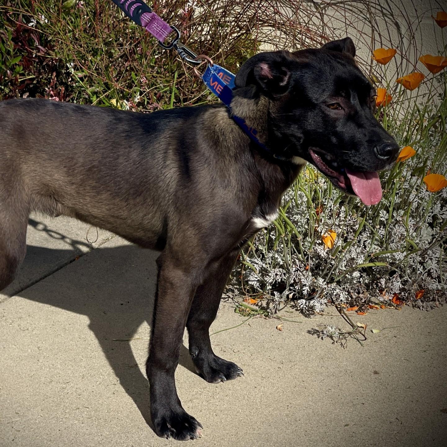 Enlarge Birdie, a ADOPTABLE mixed breed in San Andreas, CA image 2/4