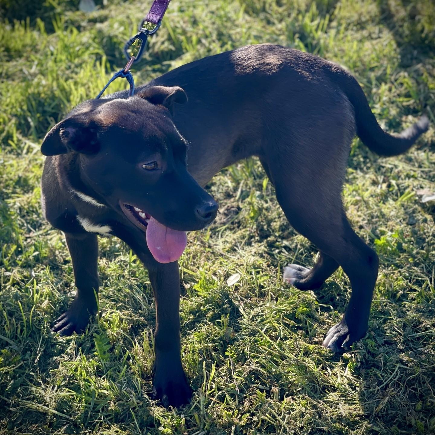 Enlarge Birdie, a ADOPTABLE mixed breed in San Andreas, CA image 3/4
