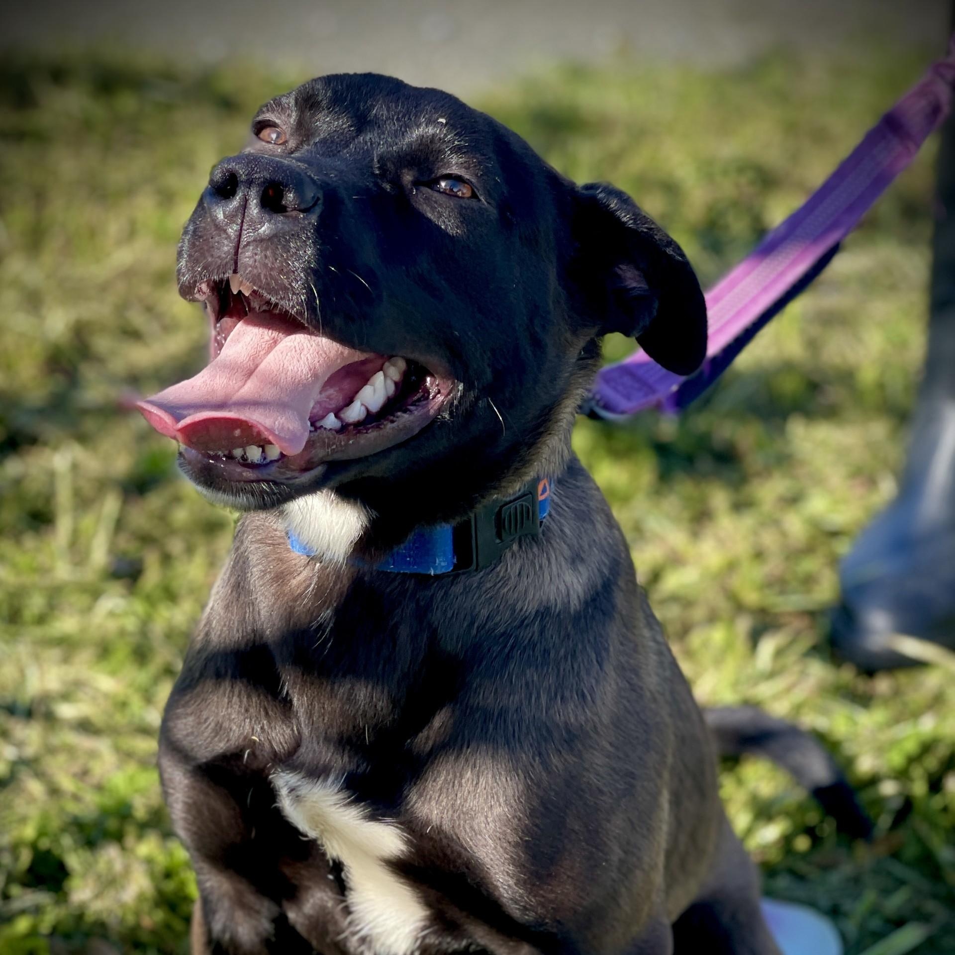 Enlarge Birdie, a ADOPTABLE mixed breed in San Andreas, CA image 4/4