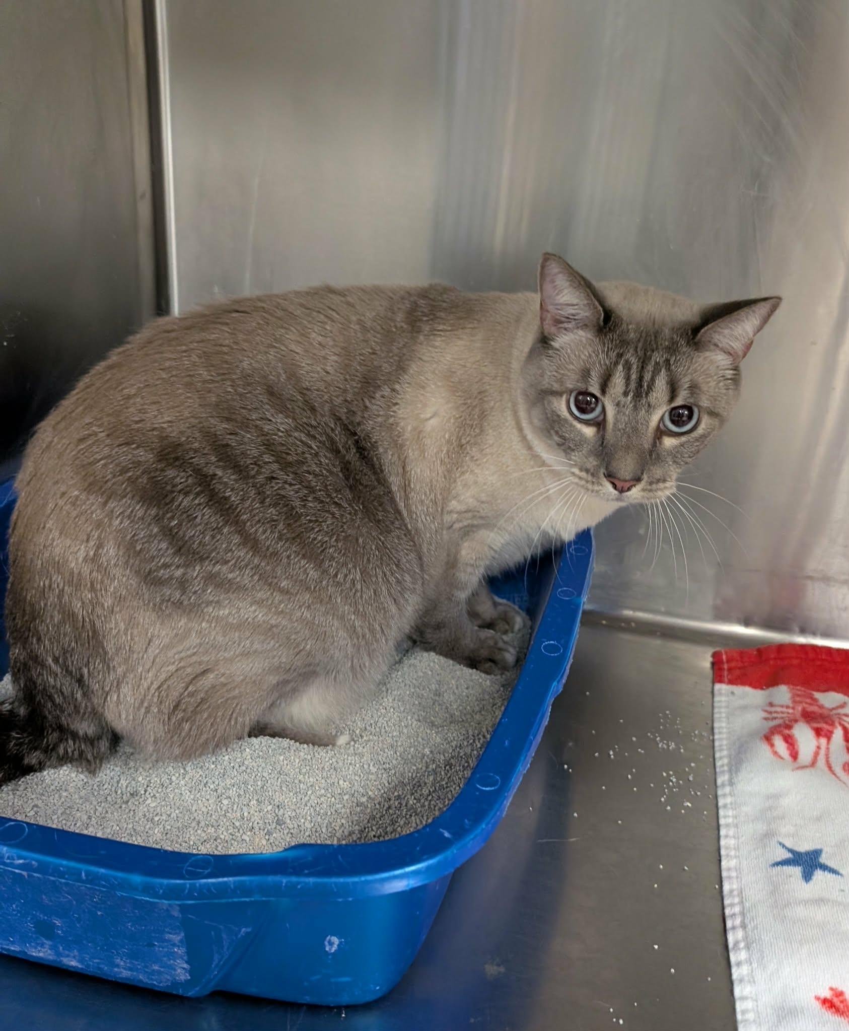 Enlarge Yum Yum, a ADOPTABLE mixed breed in West Palm Beach, FL image 1/1