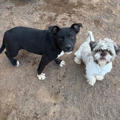 Fiona, Adoptable, Puppy Female Mixed Breed & Mixed Breed.