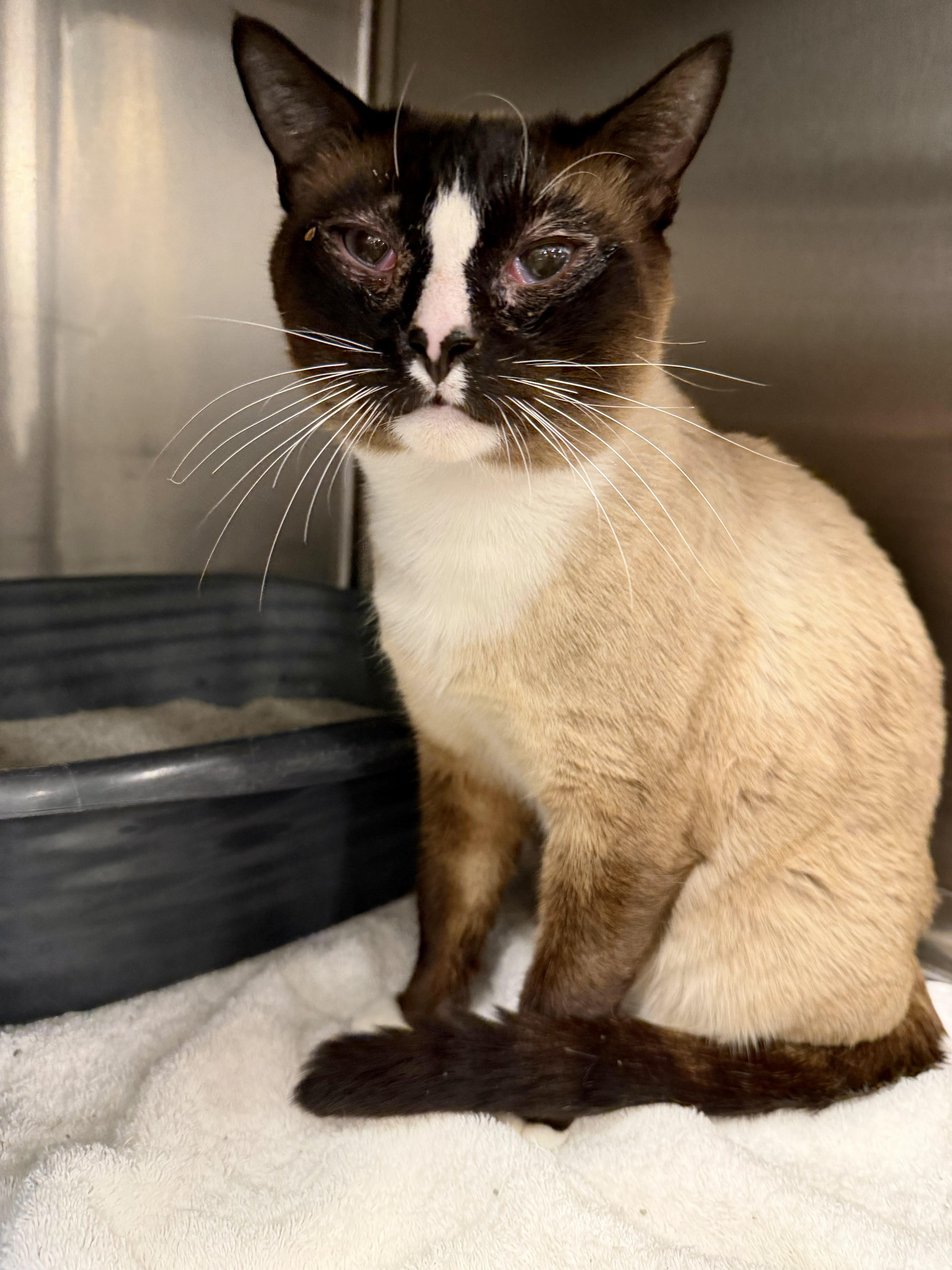 Enlarge Bill, a Adoptable Siamese in San Juan Capistrano, CA image 4/4