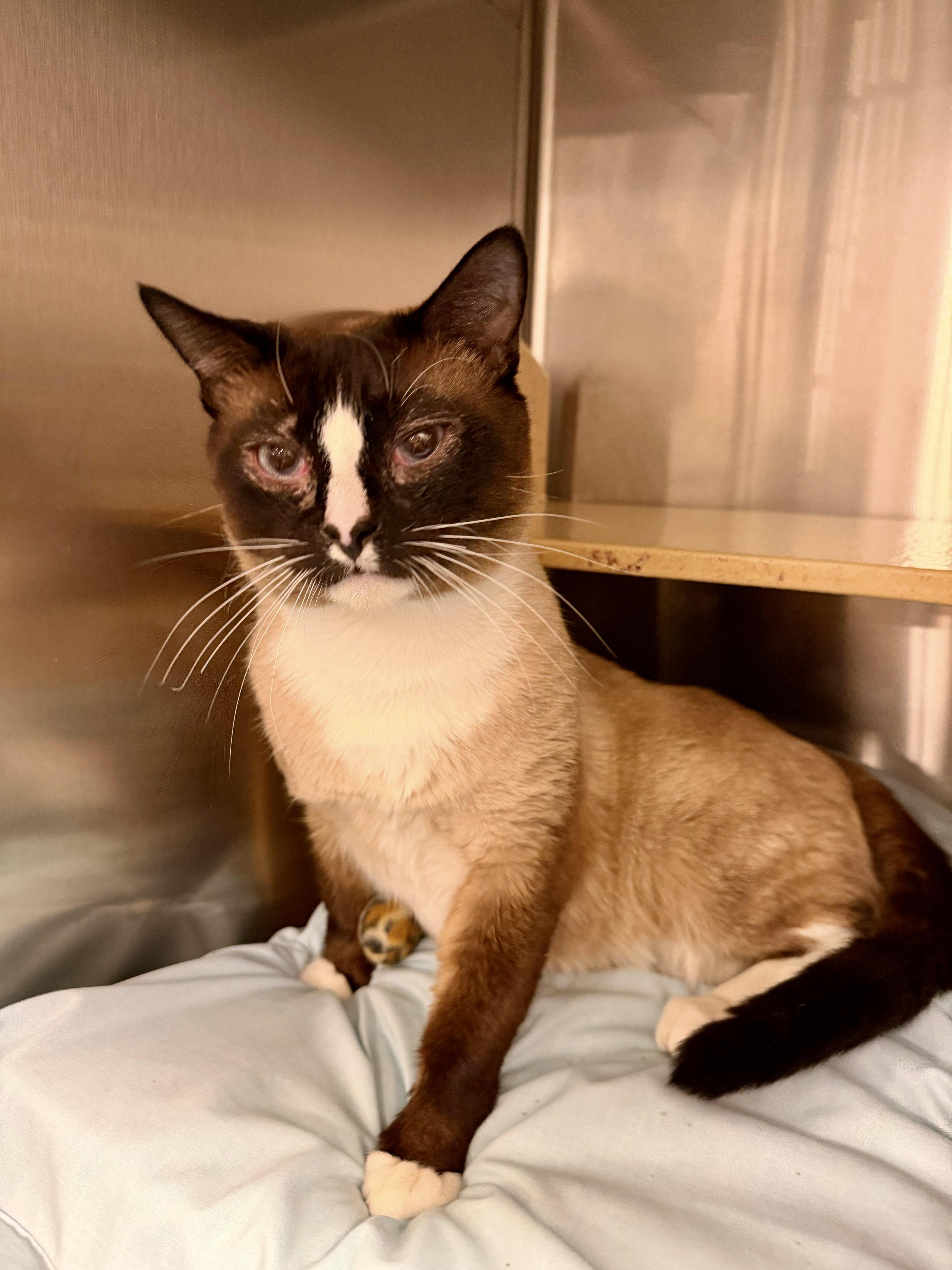 Enlarge Bill, a Adoptable Siamese in San Juan Capistrano, CA image 3/4