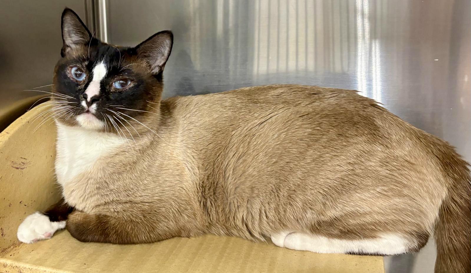 Bill, Adoptable, Adult Male Siamese.